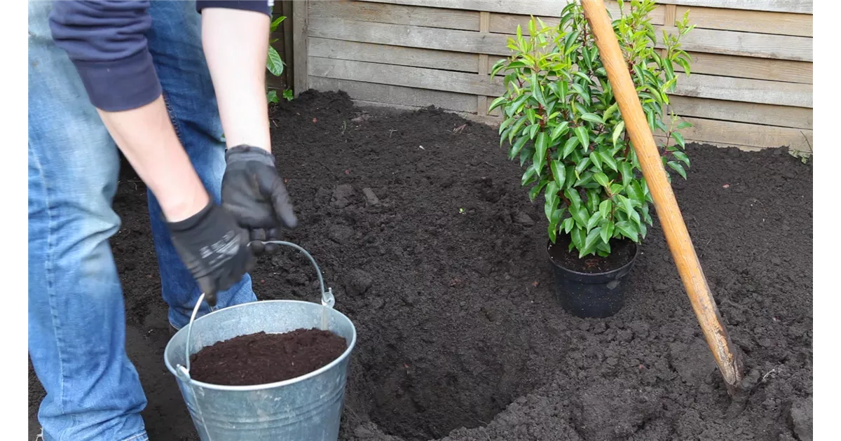 Portugiesische Kirschlorbeer - Einpflanzen im Garten