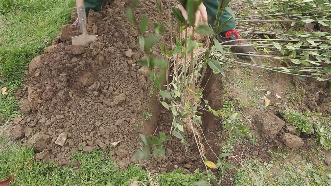 Ligusterhecke - Einpflanzen im Garten