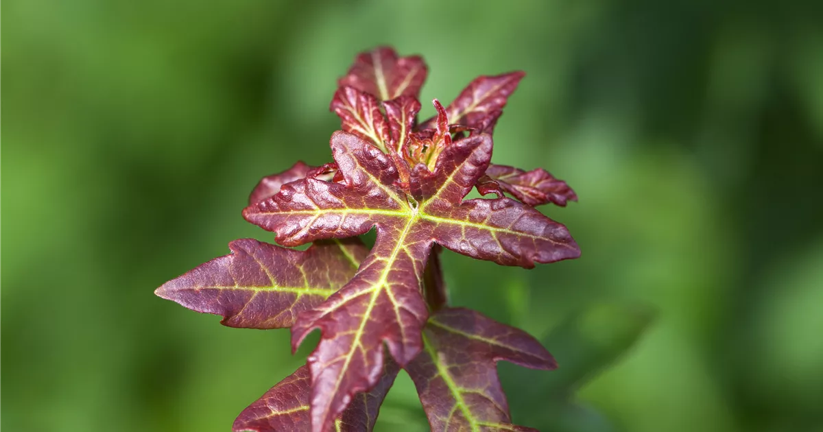 Acer erable champêtre