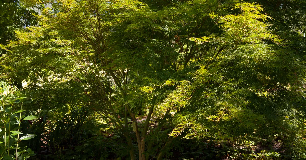 Acer palmatum 'Seiryû'