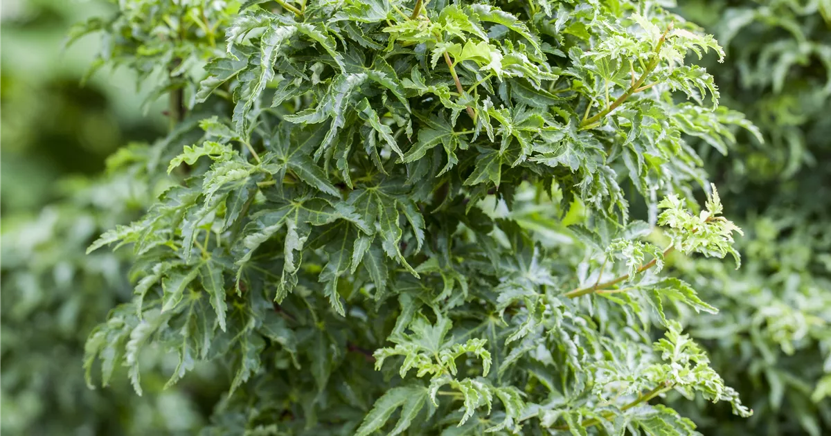 Acer palmatum 'Shishigashira'