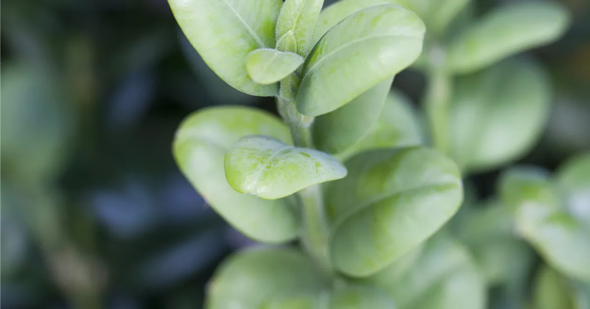 Buxus sempervirens, Buchsbaum - Pflanzen für unsere Gärten