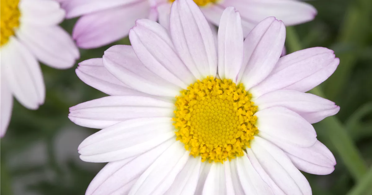 Chrysanthemum (Indicum-Groupe), Variétés