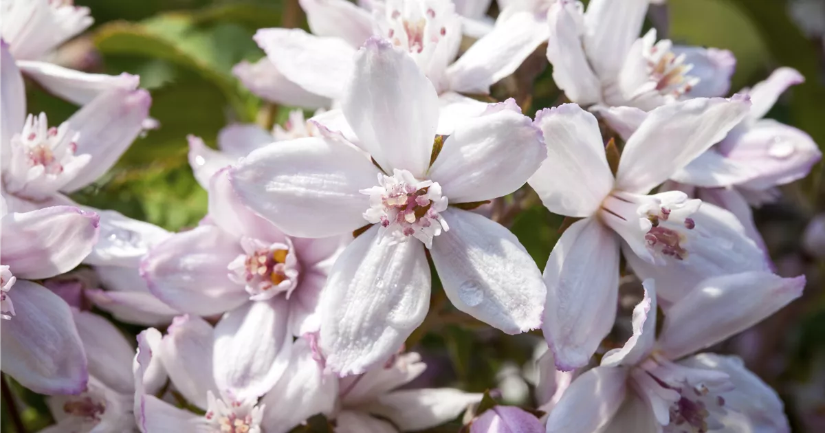 Deutzia hybrida (x) 'Mont Rose'