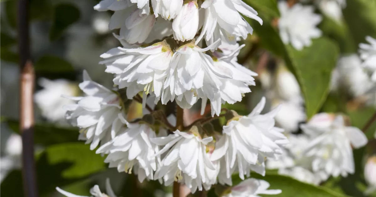 Deutzia magnifica (x)