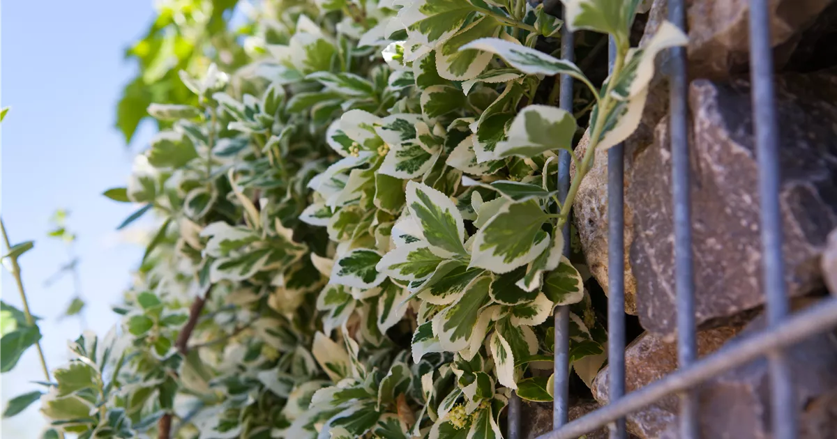 Euonymus fortunei 'Emerald Gaiety'