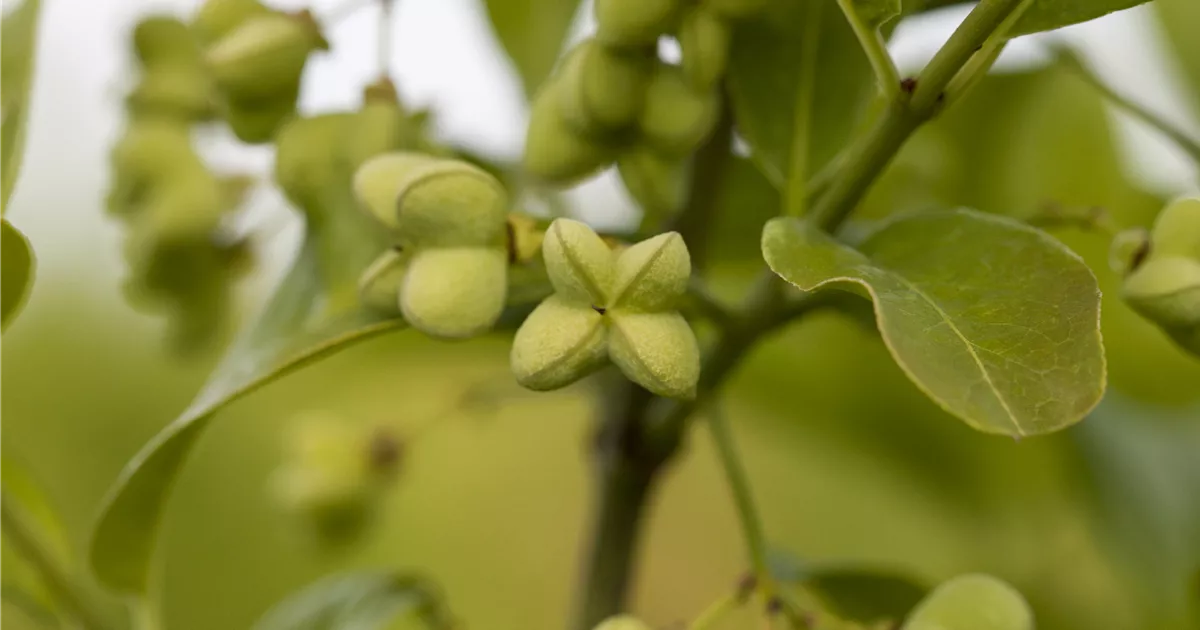 Euonymus planipes