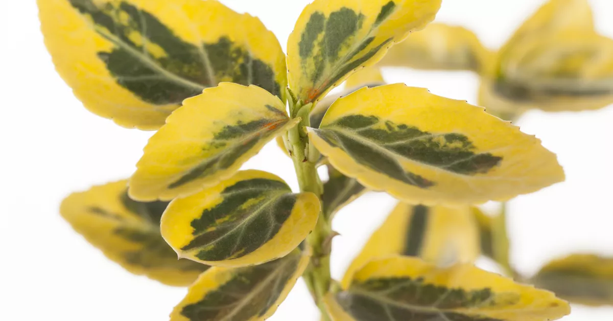 Euonymus fortunei 'Emerald 'n' Gold'