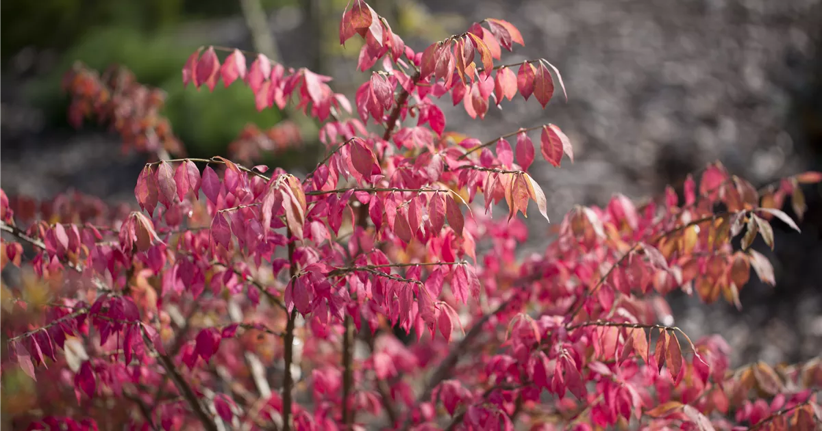 Euonymus alatus