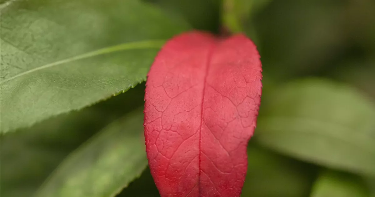 Euonymus alatus 'Compactus'