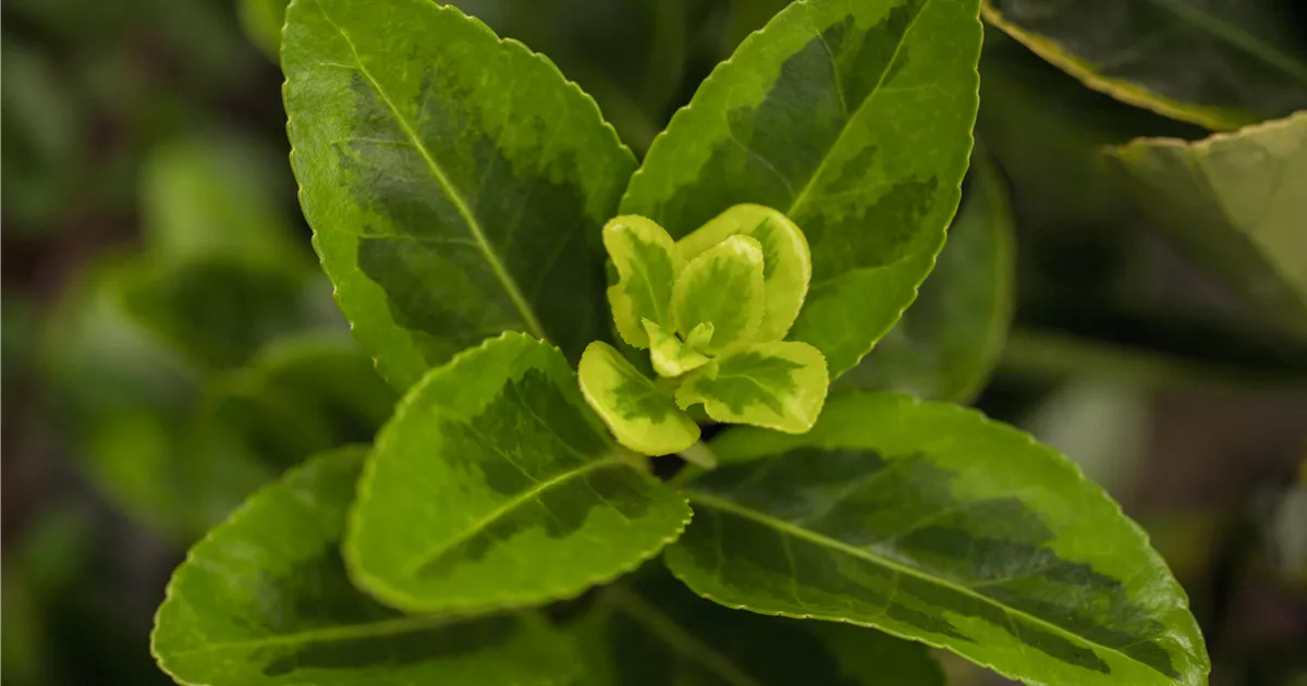 Euonymus japonicus 'Aureomarginatus'