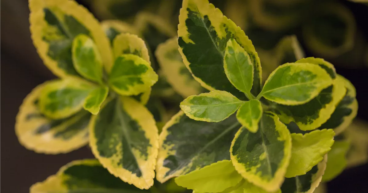 Euonymus japonicus 'Ovatus Aureus'