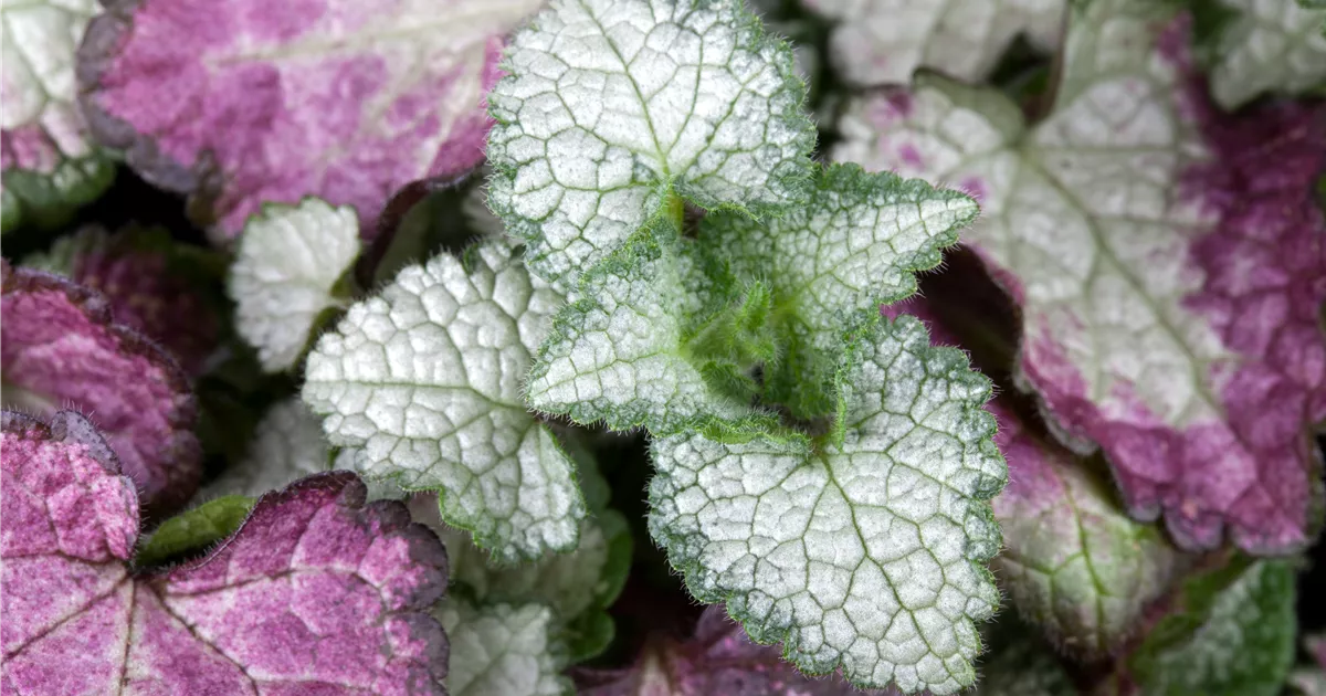 Lamium maculatum 'White Nancy'