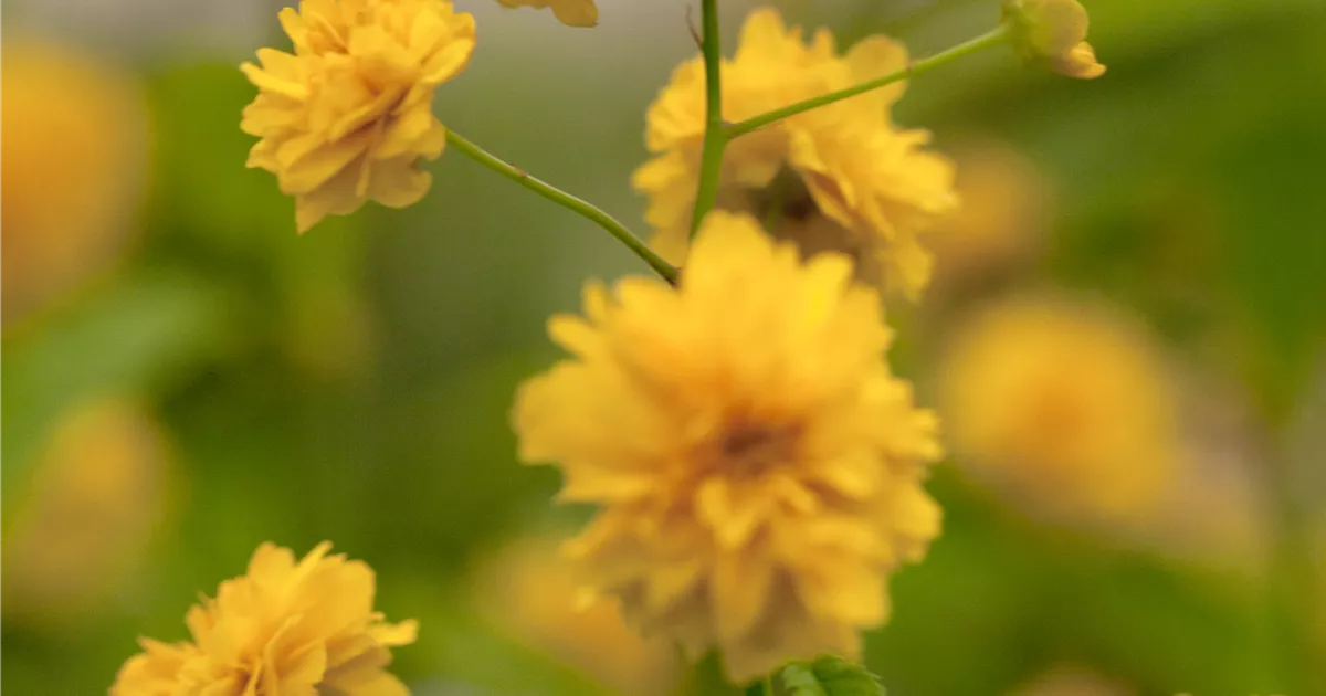 Kerria japonica 'Pleniflora'