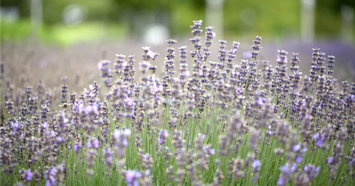 Lavandula angustifolia 'Munstead'