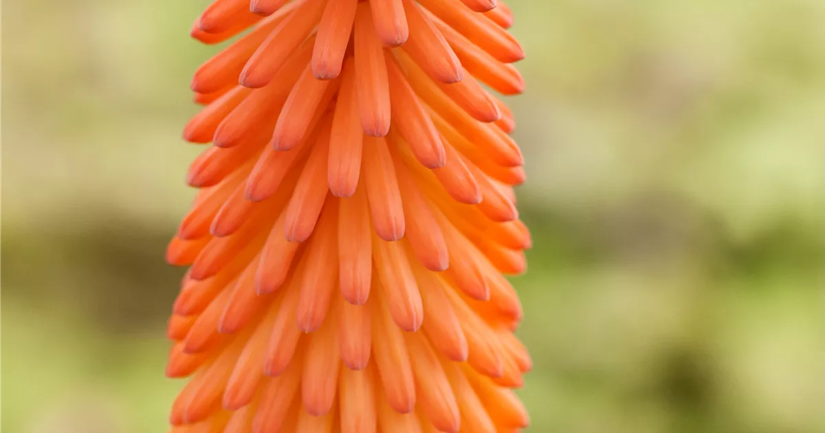 Kniphofia 'Alcazar'