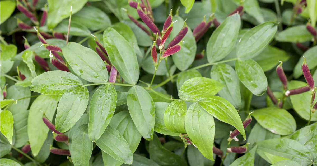 Lathyrus vernus