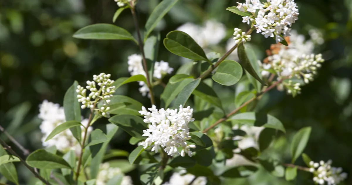 Ligustrum ovalifolium
