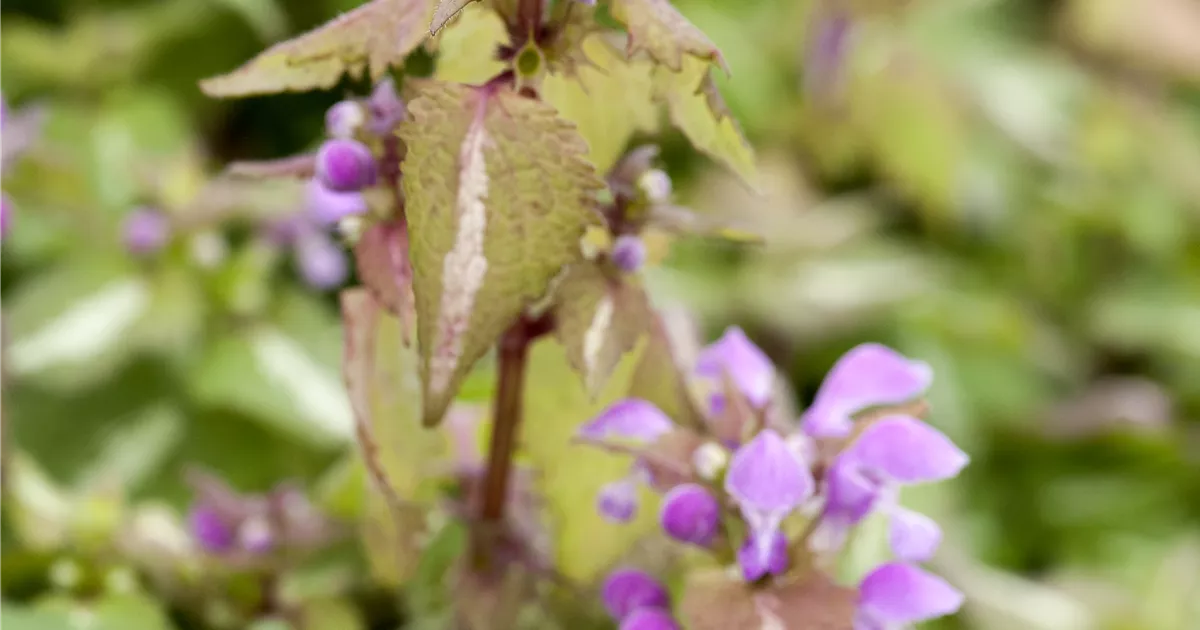 Lamium maculatum