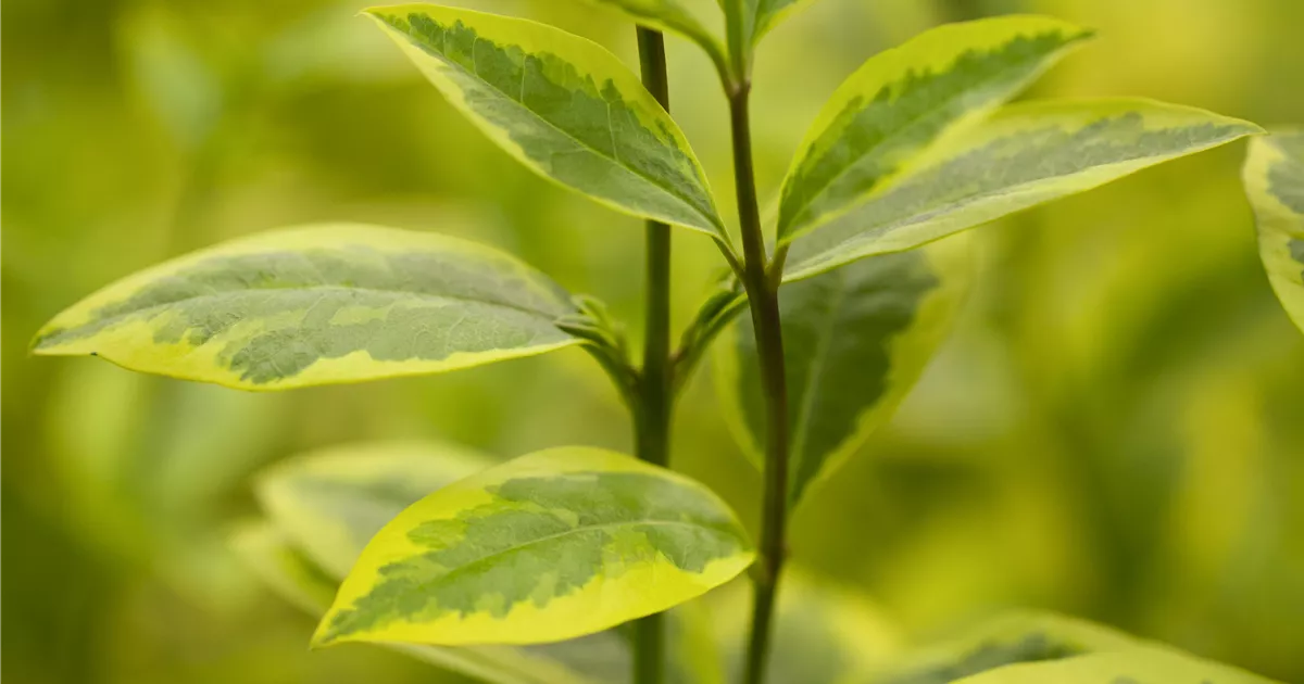 Ligustrum ovalifolium 'Aureum'