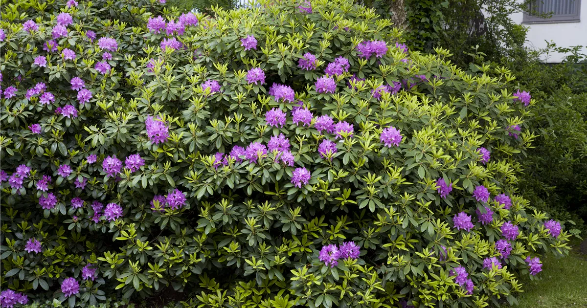 Rhododendron 'Catawbiense Grandiflorum' (Catawbiense-Gruppe), Rhododendron  - Pflanzen fr unsere Grten