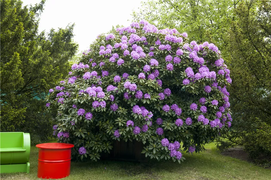 Rhododendron 'Catawbiense Grandiflorum' (Catawbiense-Gruppe), Rhododendron  - Pflanzen fr unsere Grten