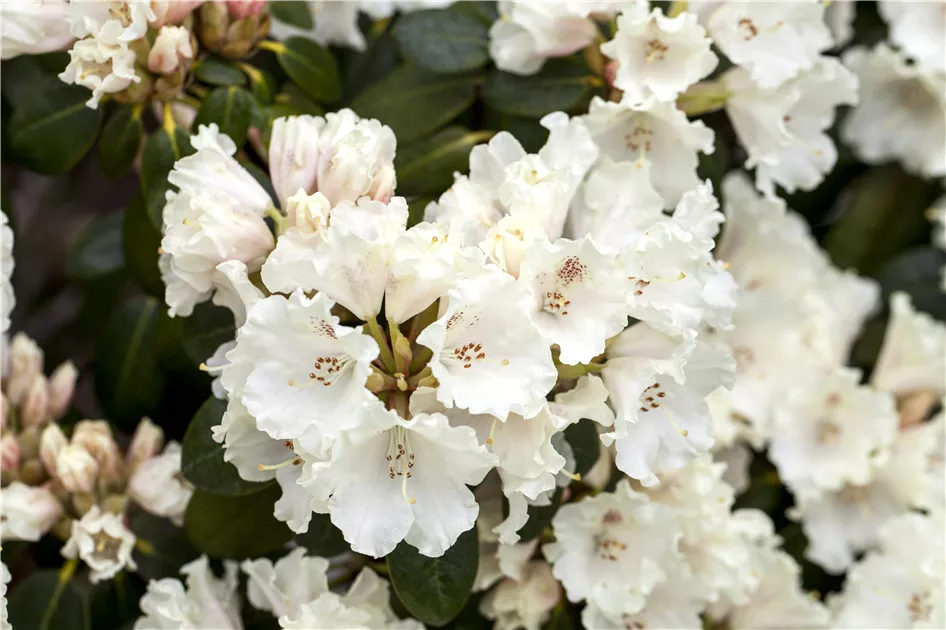 Rhododendron 'Gartendirektor Rieger' (Williamsianum-Gruppe), Rhododendron -  Pflanzen fr unsere Grten