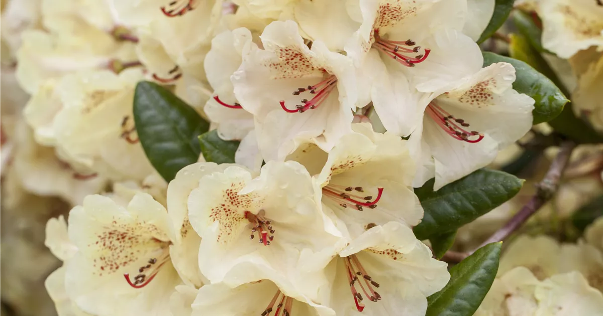 Rhododendron 'Volker' (Syn. R. 'Flava') (Wardii-Gruppe), Rhododendron -  Pflanzen fr unsere Grten