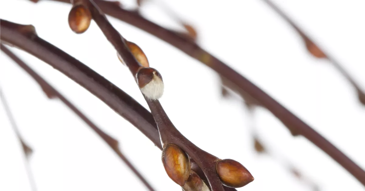 Salix caprea 'Kilmarnock'