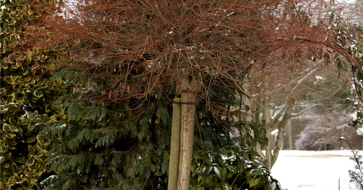 Salix integra 'Hakuro-nishiki'