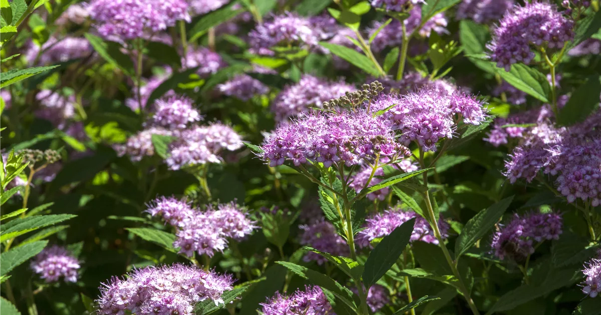 Spiraea japonica 'Little Princess'