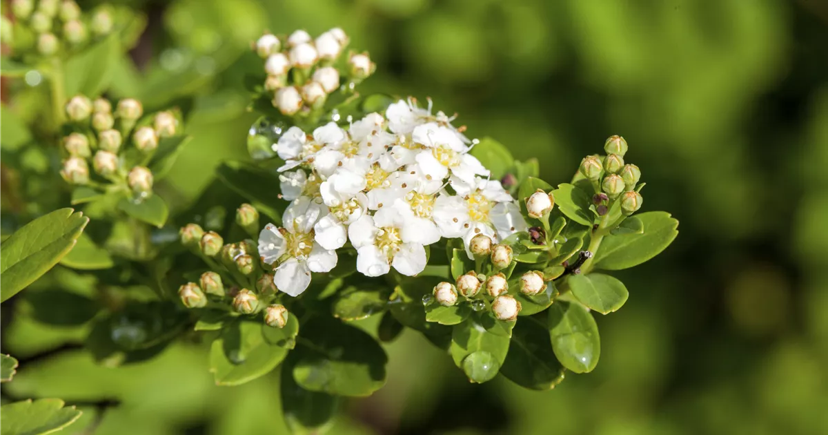 Spiraea nipponica 'Snowmound'