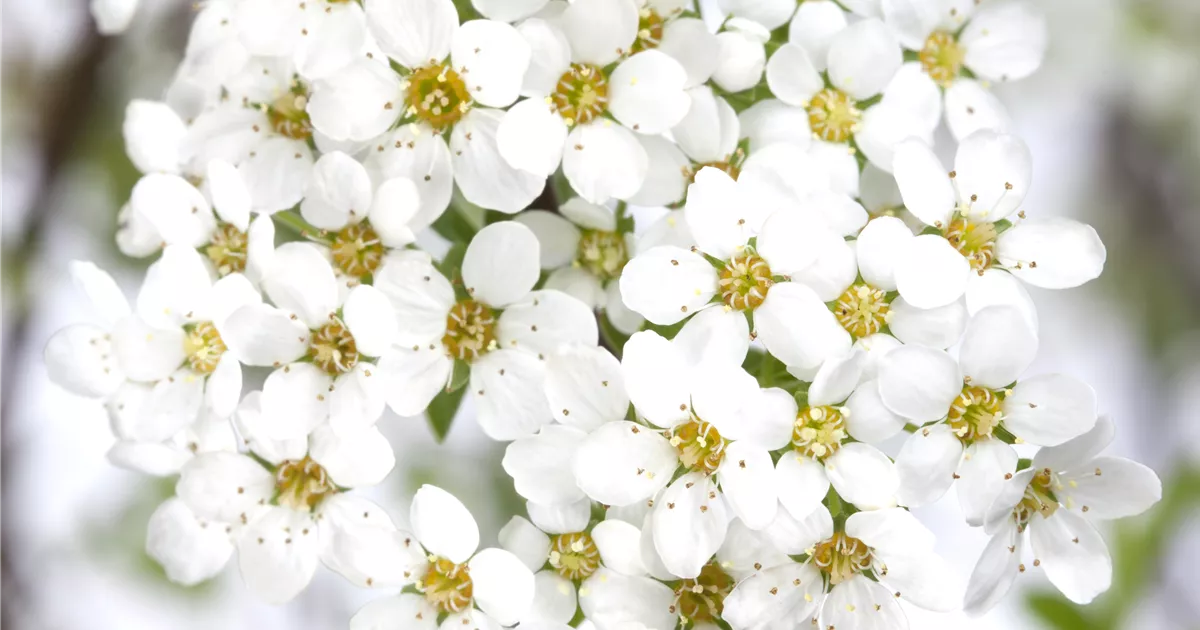 Spiraea cinerea (x) 'Grefsheim'