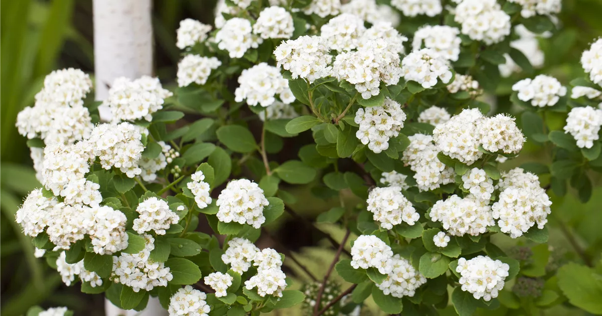 Spiraea vanhouttei (x)