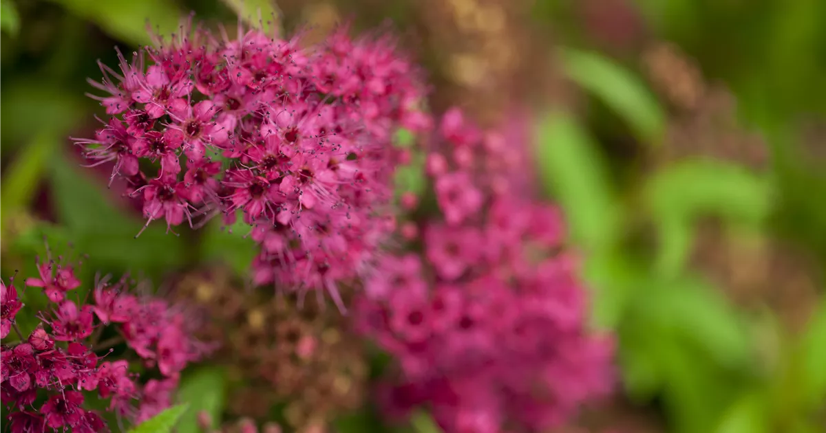 Spiraea japonica 'Anthony Waterer'