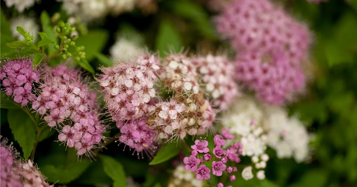 Spiraea japonica 'Genpei' ('Shirobana')