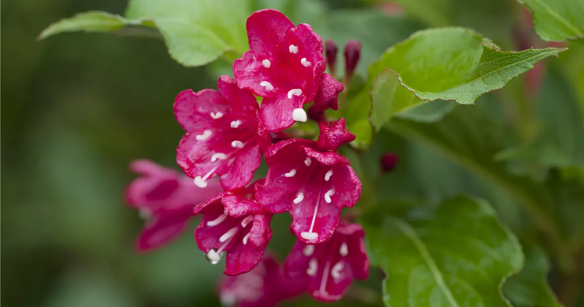 Weigela 'Red Prince'
