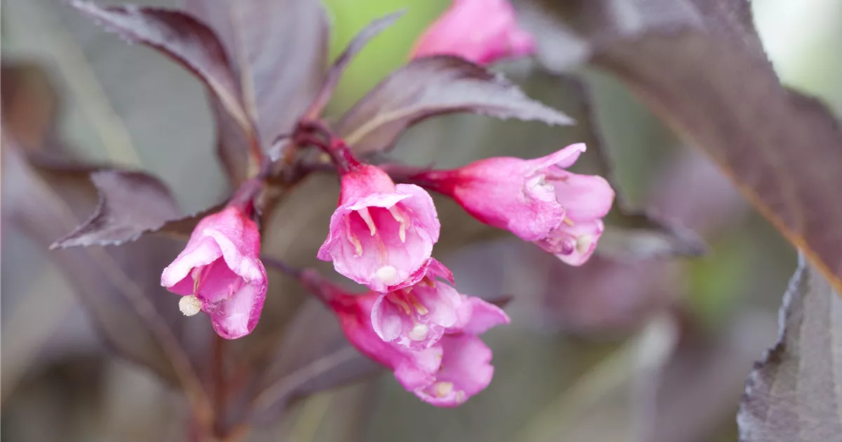 Weigela florida 'Alexandra' PBR