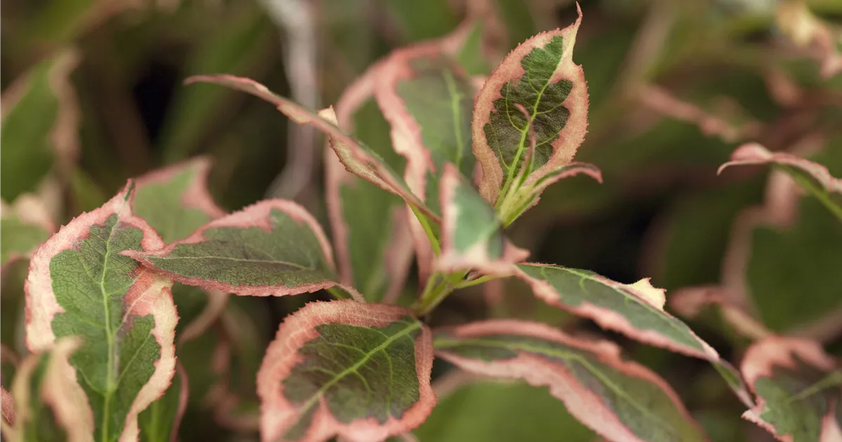 Weigela florida 'Monet'