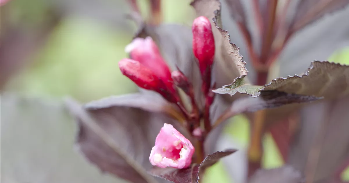 Weigela florida 'Victoria'