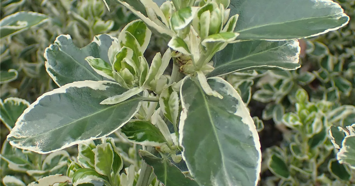 Euonymus japonicus 'Président Gauthier'