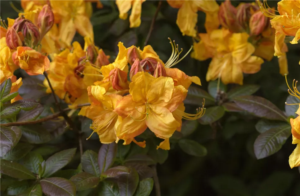 unterschied rhododendron hortensie Bio-Hortensien- & Rhododendrondnger kaufen